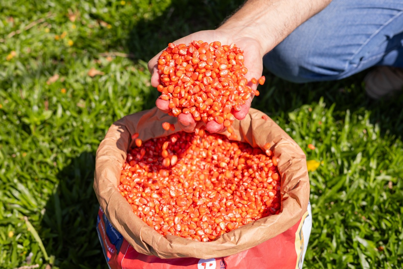 Foto de mãos segurando sementes de milho/sorgo acima de saca.