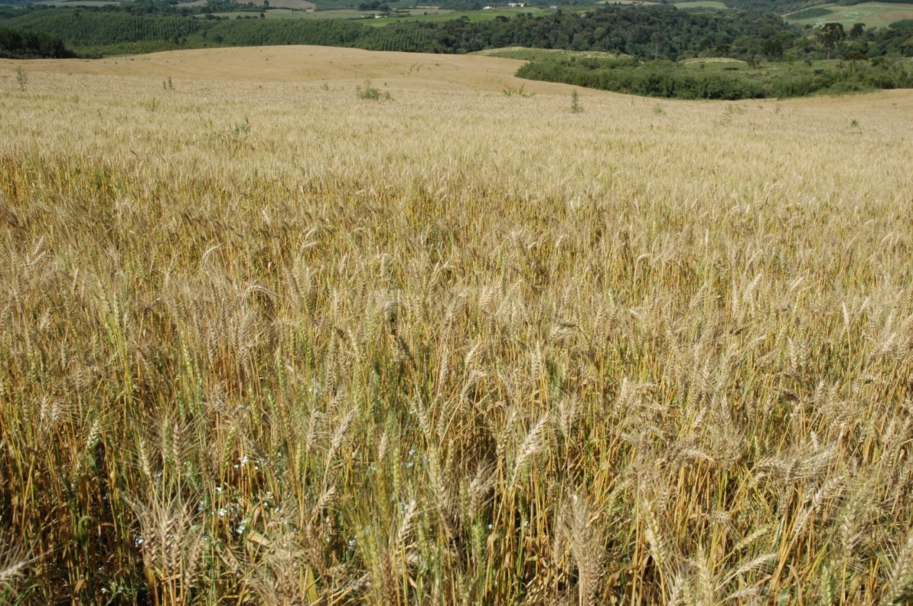 Foto de lavoura de trigo.