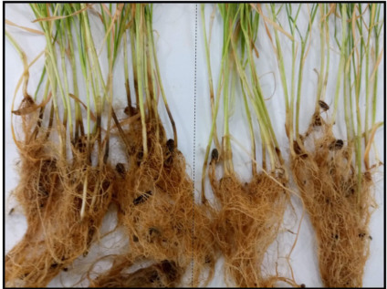 Foto de raízes de plantas com sintomas da doença nos controles. No lado esquerdo (a) é observado o tratamento nas plantas com patógeno, enquanto no lado direito (b) é observado o tratamento nas plantas sem patógeno.