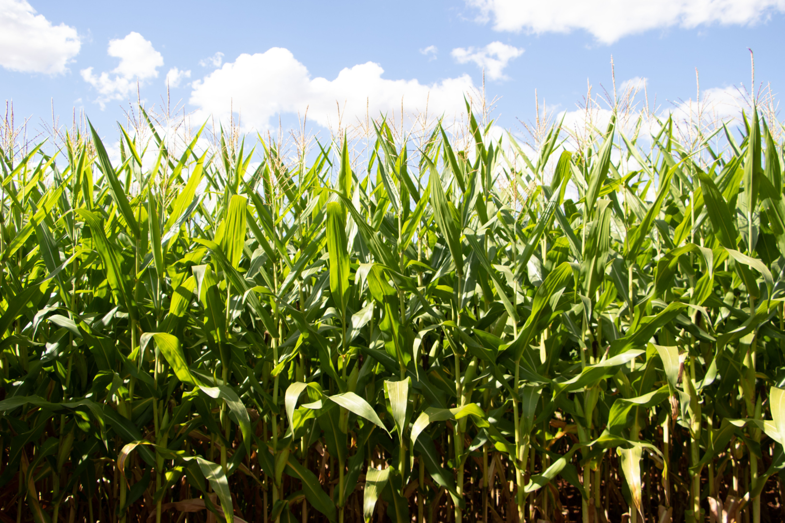 brunascheifler8 scaled