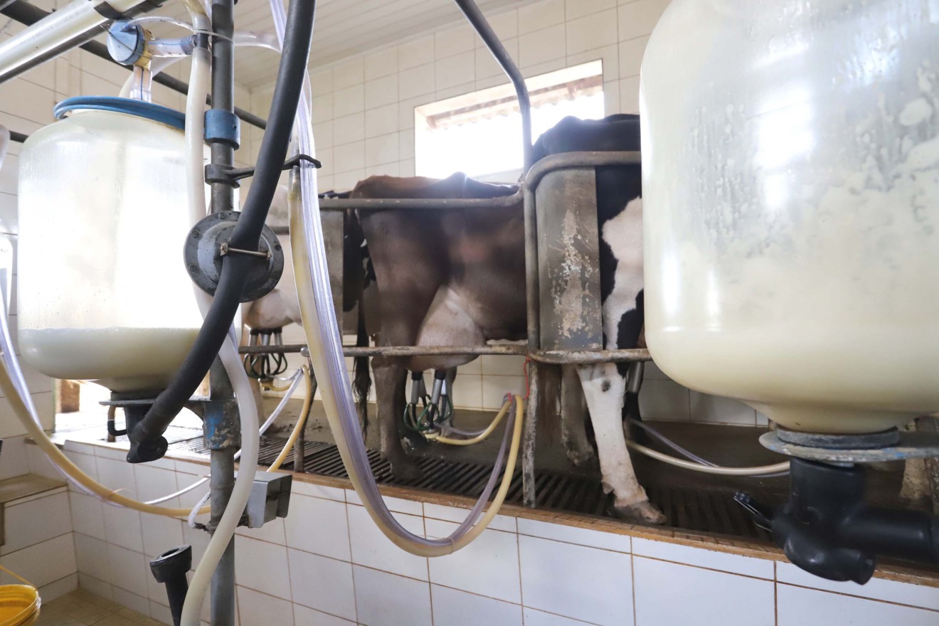 A foto mostra ordenhas e vacas