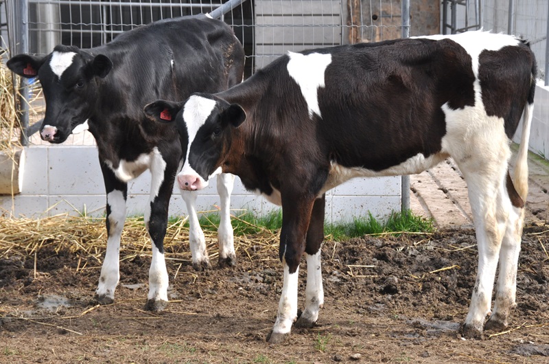 Foto de duas vacas leiteiras.