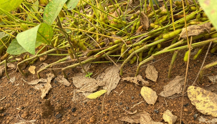 quebramento da haste