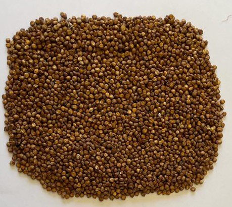 Foto de grãos de sorgo.