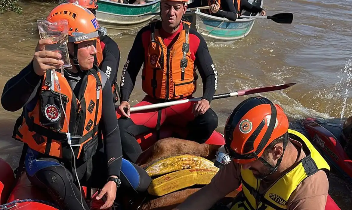 Foto de profissionais de resgaste em bote junto com égua que está deitada.