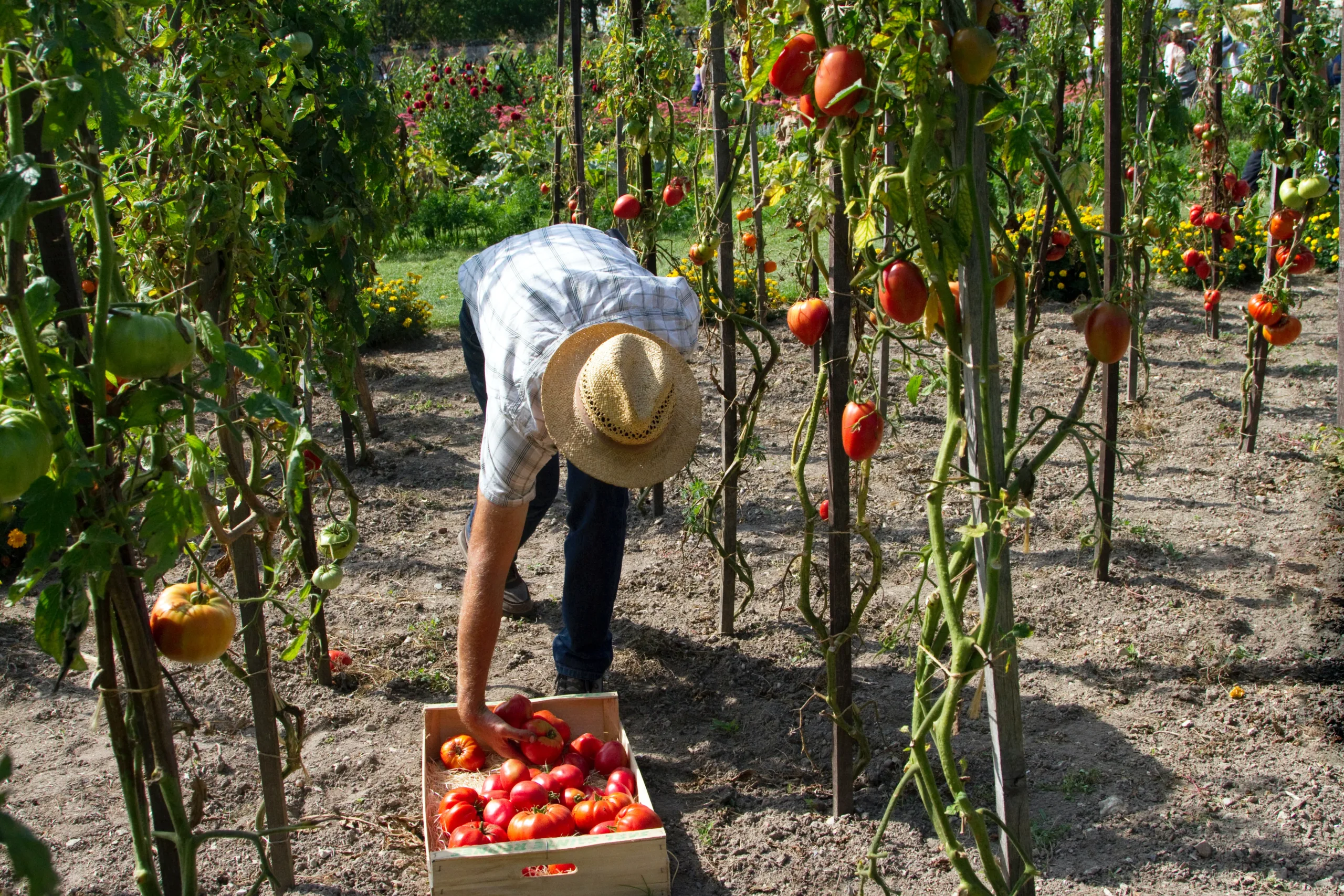 Foto de homem com chapéu se abaixando para colocar tomates em caixa. Ele está em meio a plantas de tomate.