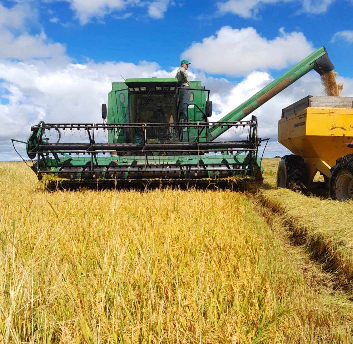 Foto de colheitadeira em lavoura de arroz despejando grãos em carreta graneleira.