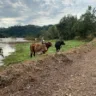 Foto de três bovinos em beira de rio.