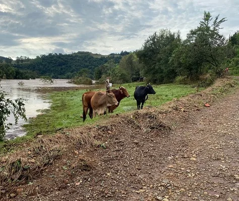 Foto de três bovinos em beira de rio.