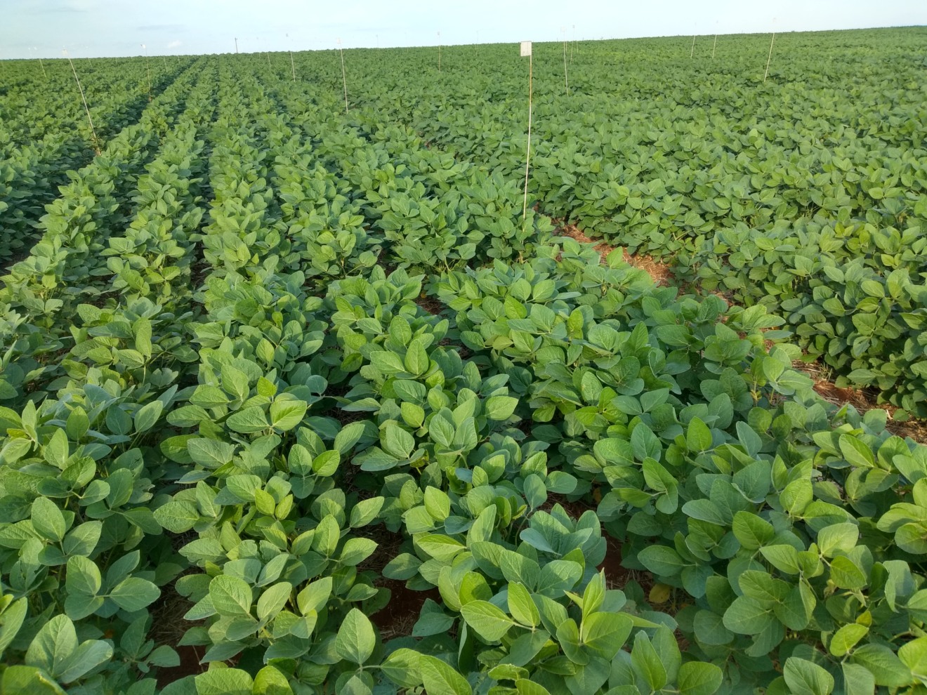 Foto de lavoura de soja com plantas ainda baixas e com folhas verdes.