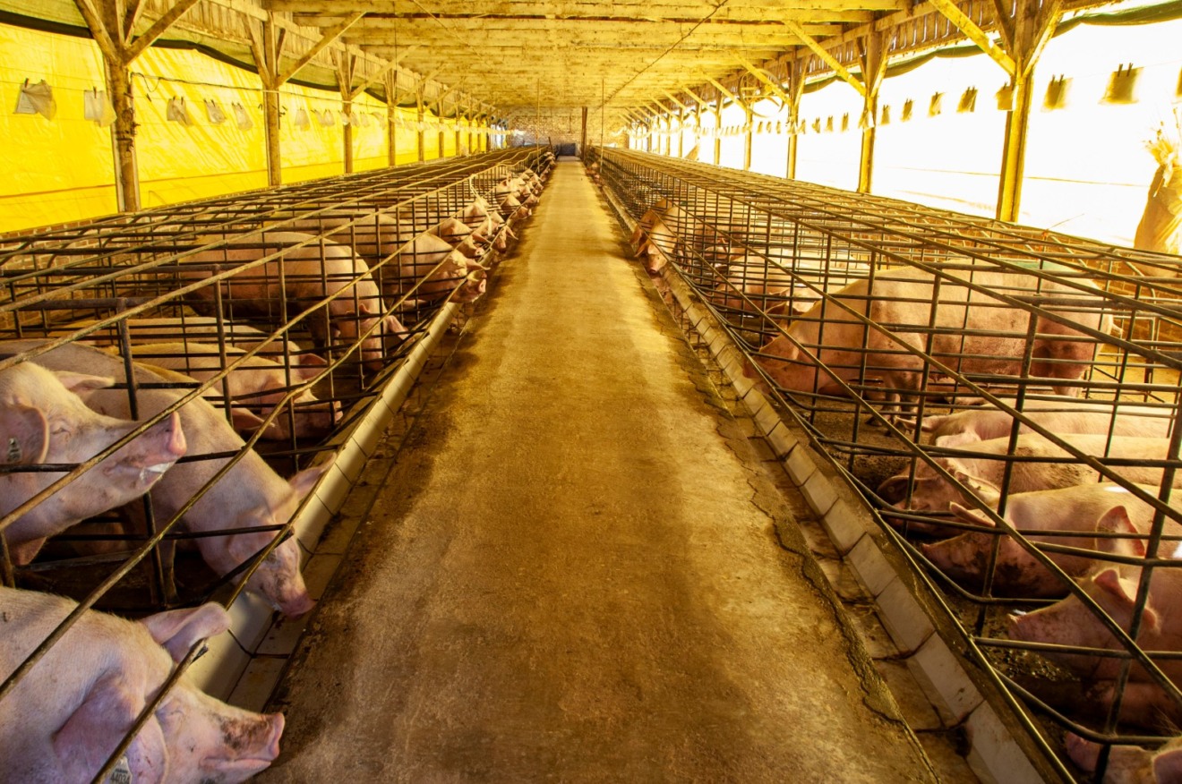 Foto de suínos em baias.