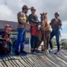 Foto de profissionais em cima de telhado com égua.