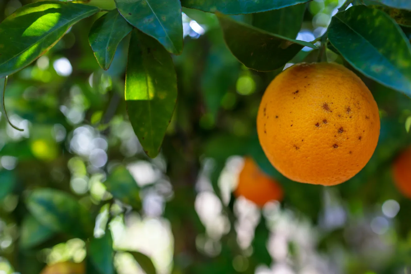 Foto em close up de uma laranja em uma árvore.