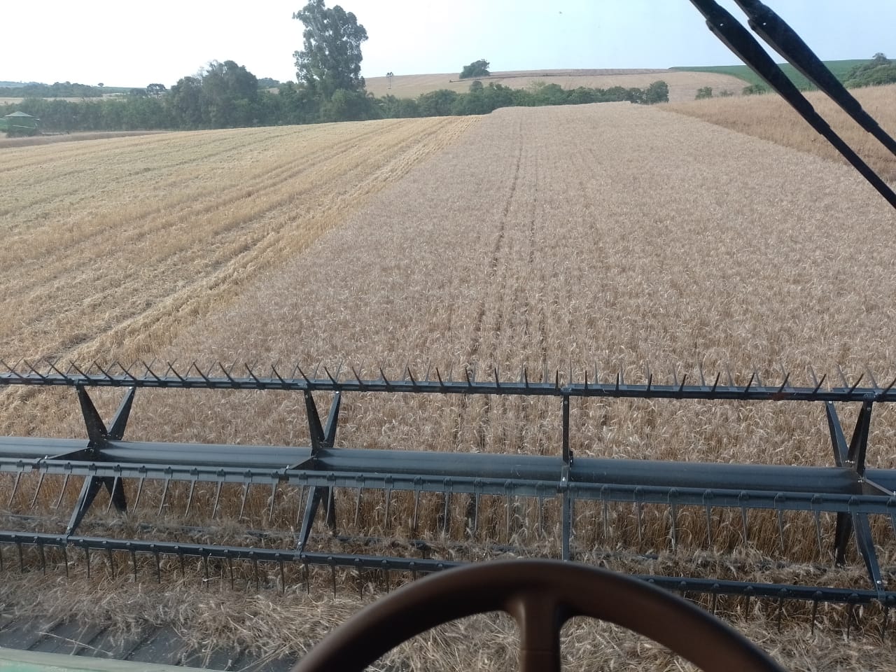 Foto de colheitadeira em lavoura de trigo.