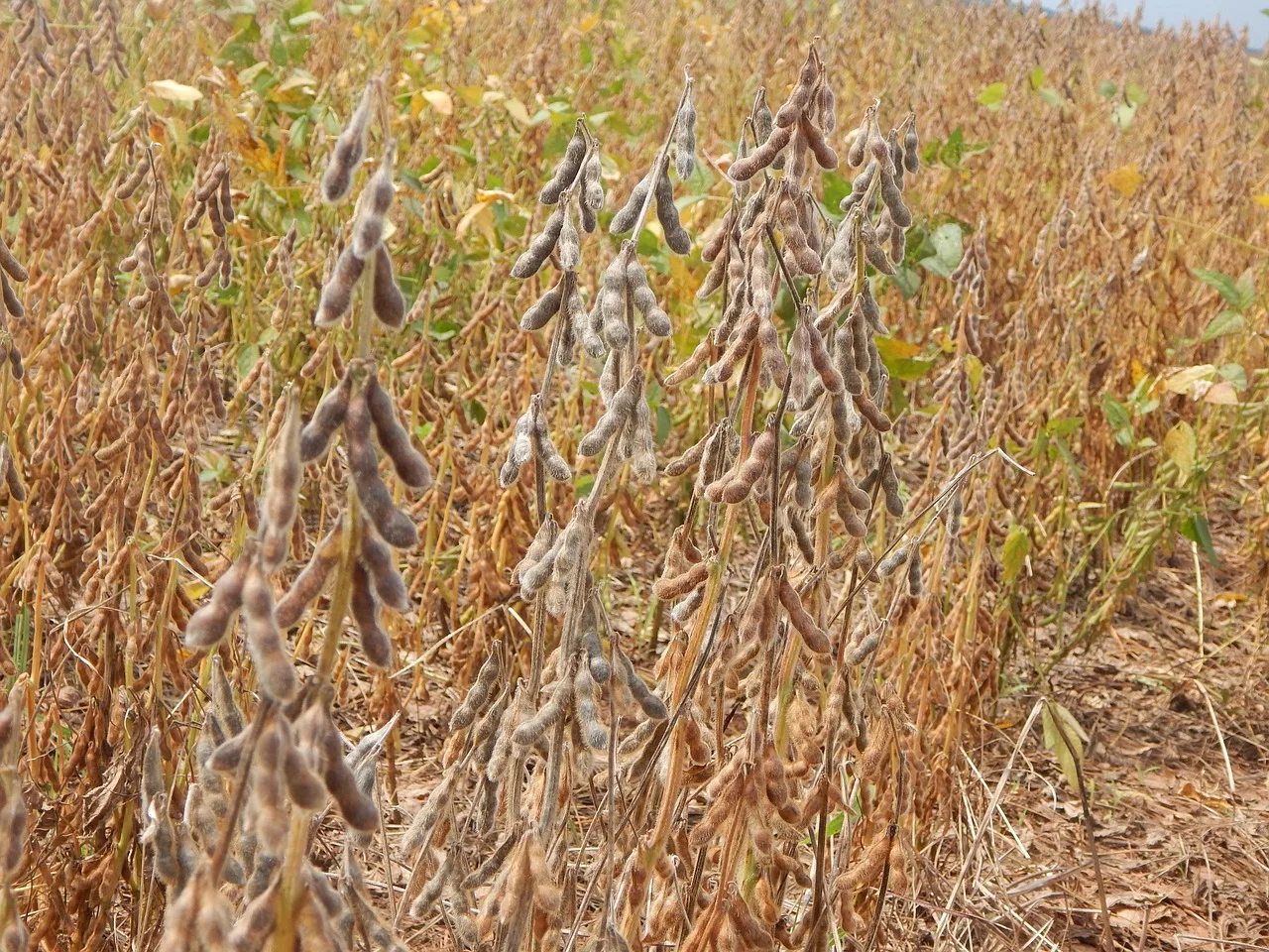 Foto de lavoura de soja.