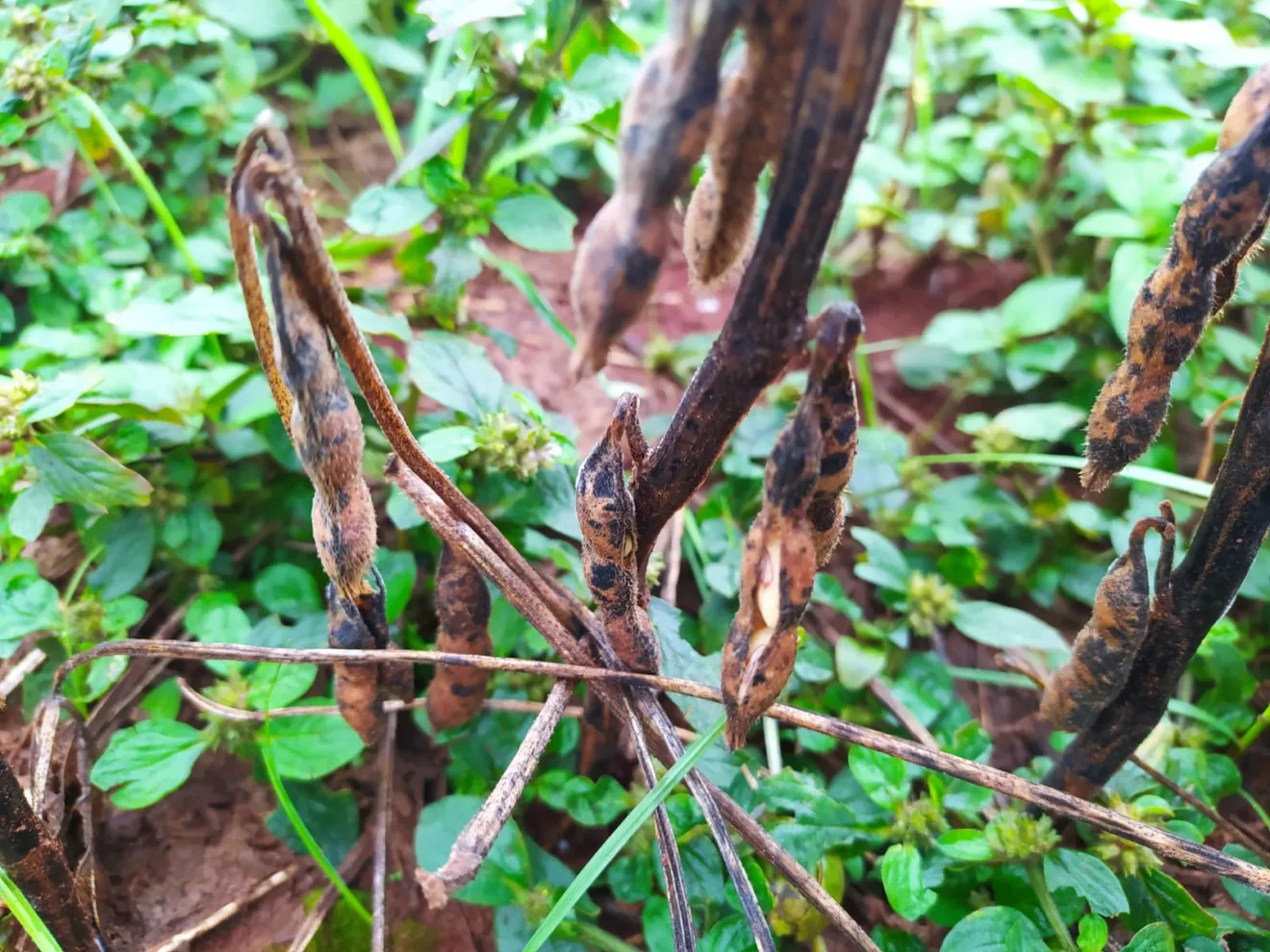 Foto de vagens de soja com manchas escuras.