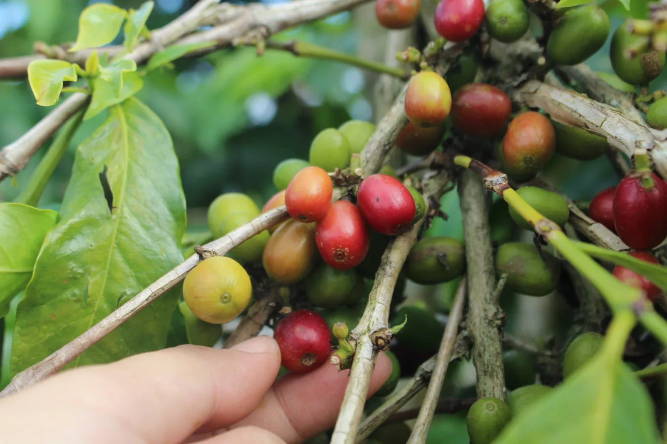 grãos de café ainda na planta