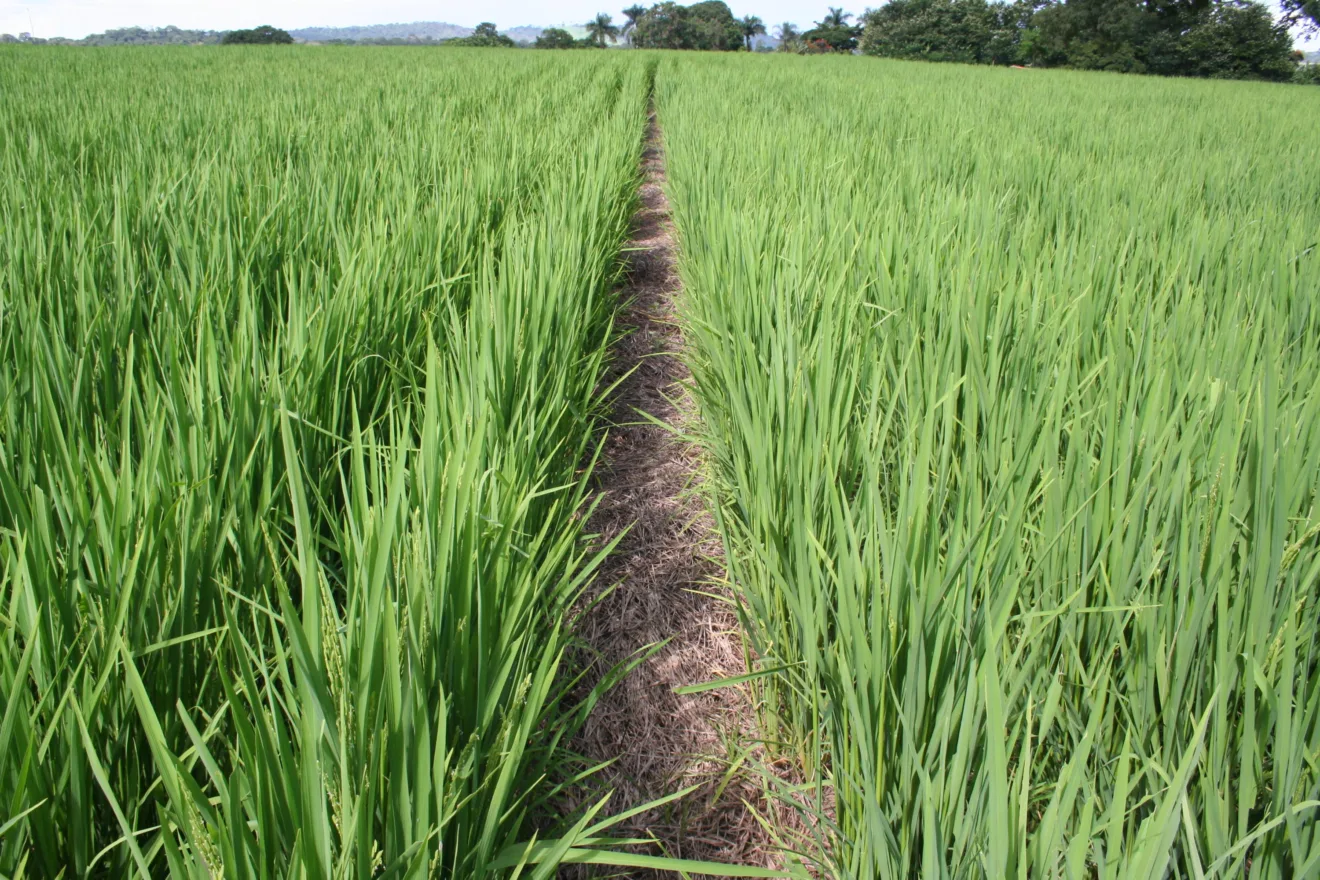 Foto de plantação de arroz em plantio direto.