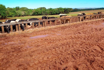 Acúmulo de barro nos locais de manejo dos
bovinos de leite em Bossoroca | Foto: Divulgação/Emater/RS-Ascar