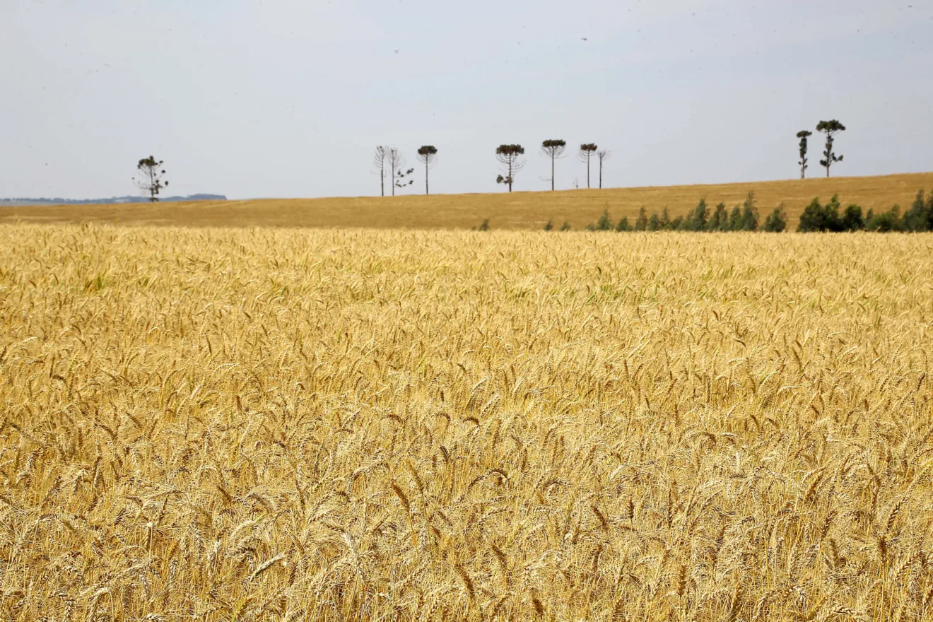Foto de lavoura de trigo.