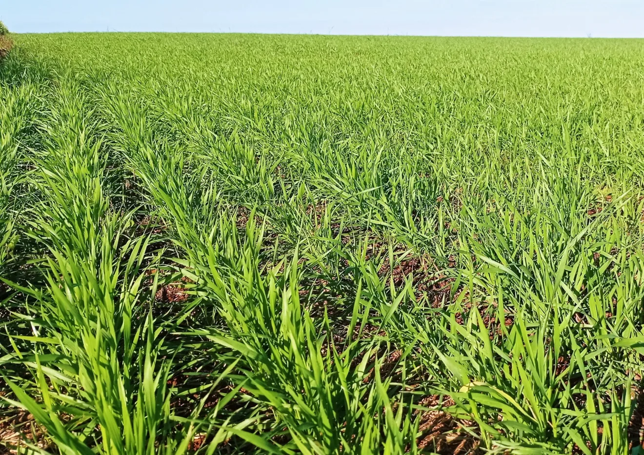 Foto de lavoura de trigo com plantas em desenvolvimento vegetativo.