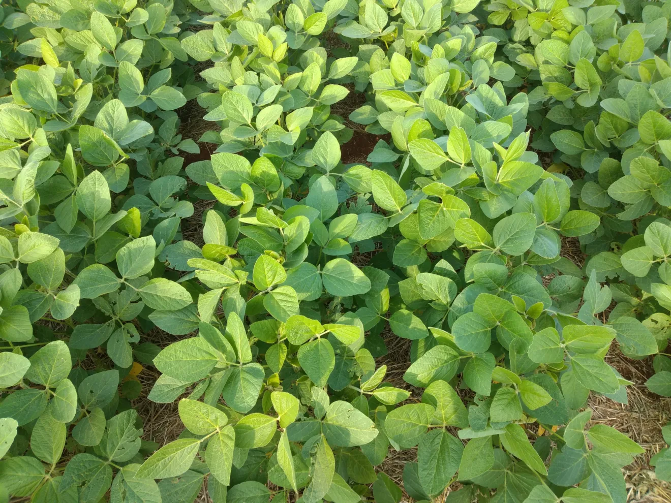 Foto de lavoura de soja.
