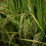 O governo apresentou uma nova estratégia nacional para ampliação da produção de arroz da agricultura familiar | Foto: Matheus Lorenzini/Arquivo Desaque Rural