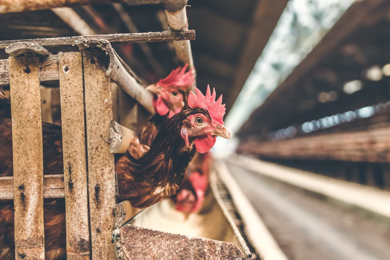 Foto de frango em aviário.