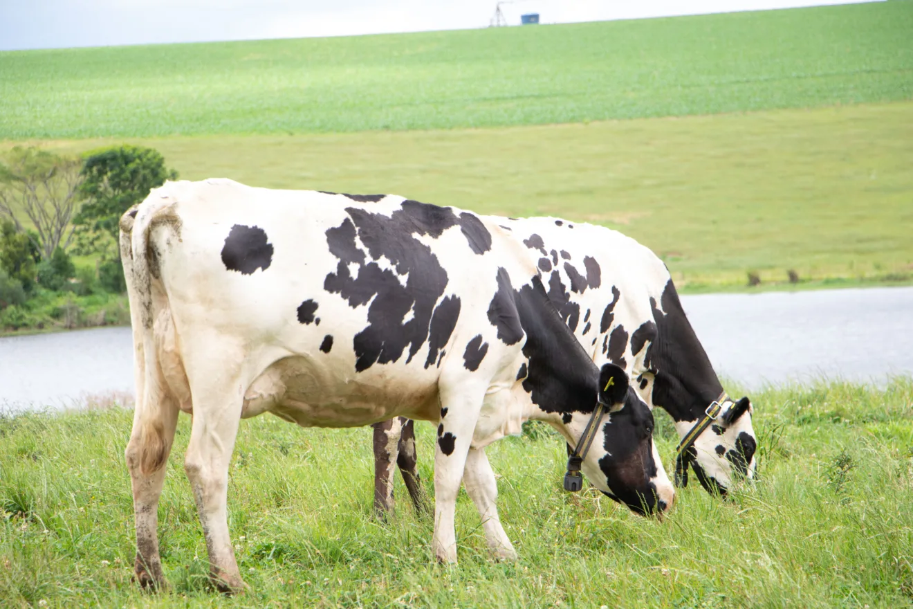 Foto de duas vacas leiteiras pastando.