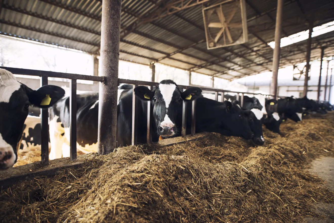 Foto de vacas em curral comendo feno.