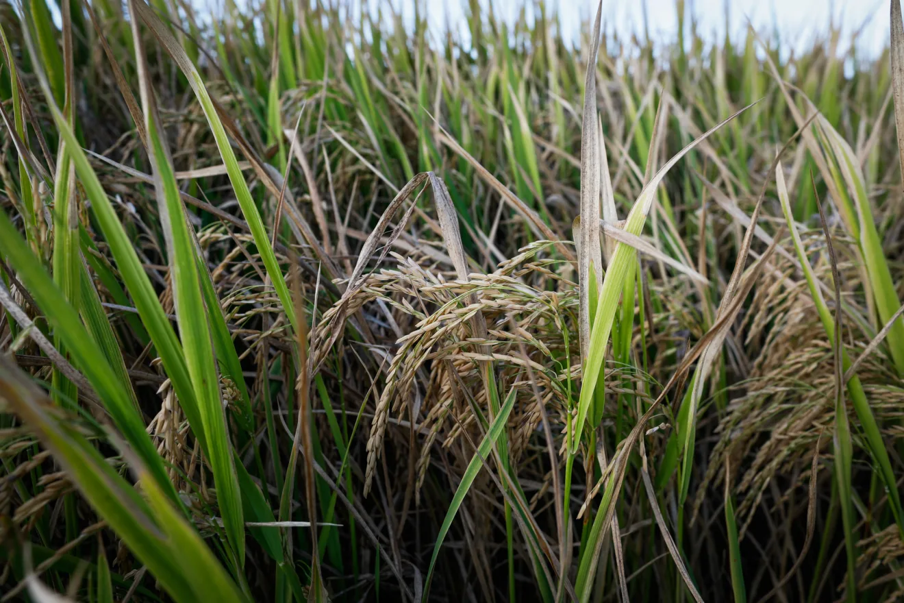 Foto de lavoura de arroz.