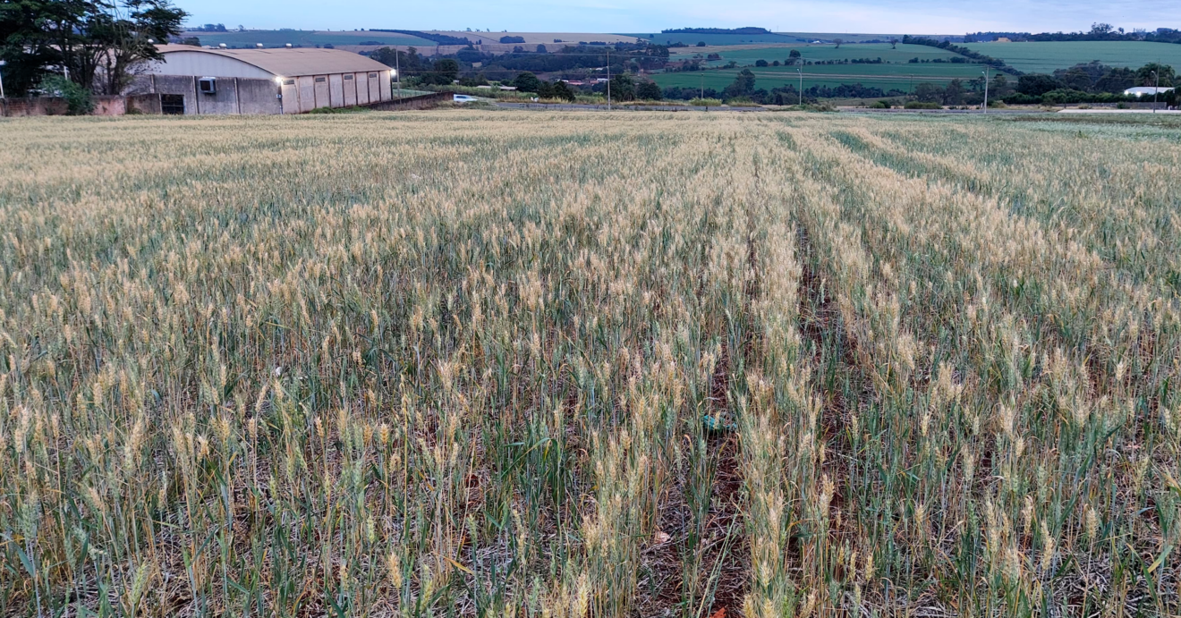 Foto de lavoura de trigo.