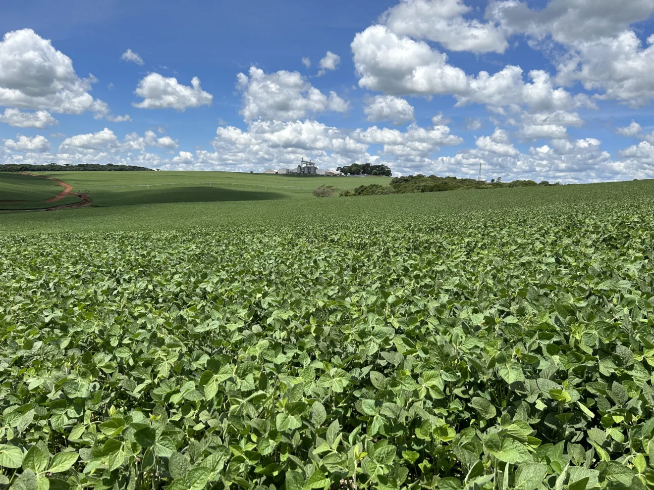 Foto de lavoura de soja.
