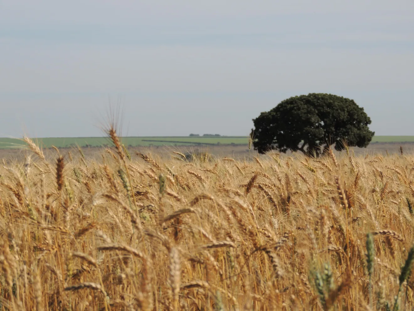 Foto de lavoura de trigo com árvore ao fundo.