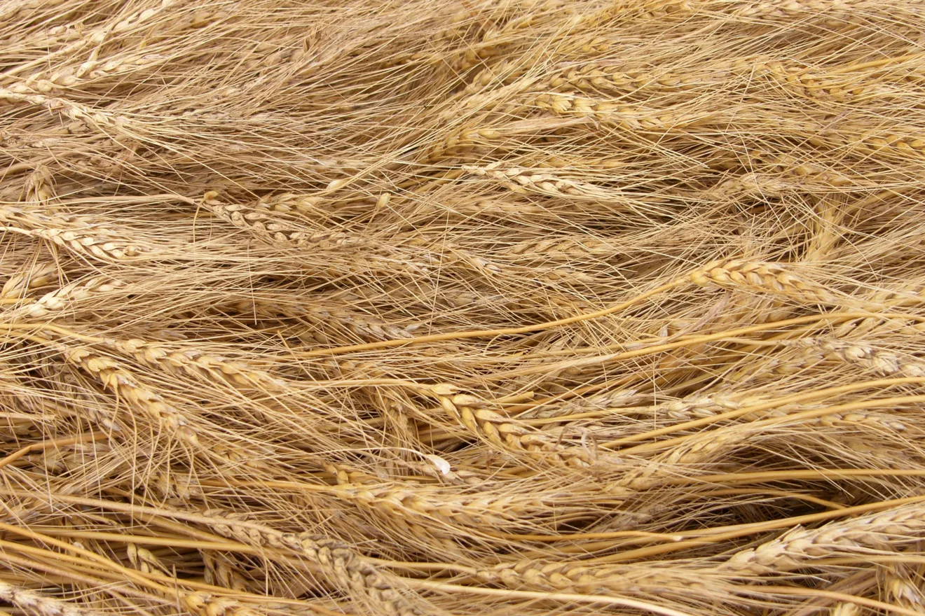 Foto de espigas de trigo deitadas umas sobre as outras.