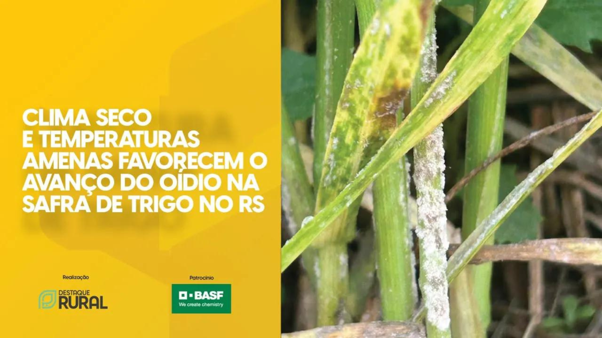 Clima favorece o avanço do oídio na safra de trigo do RS