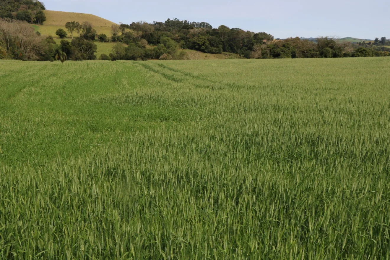 Foto de lavoura de trigo.