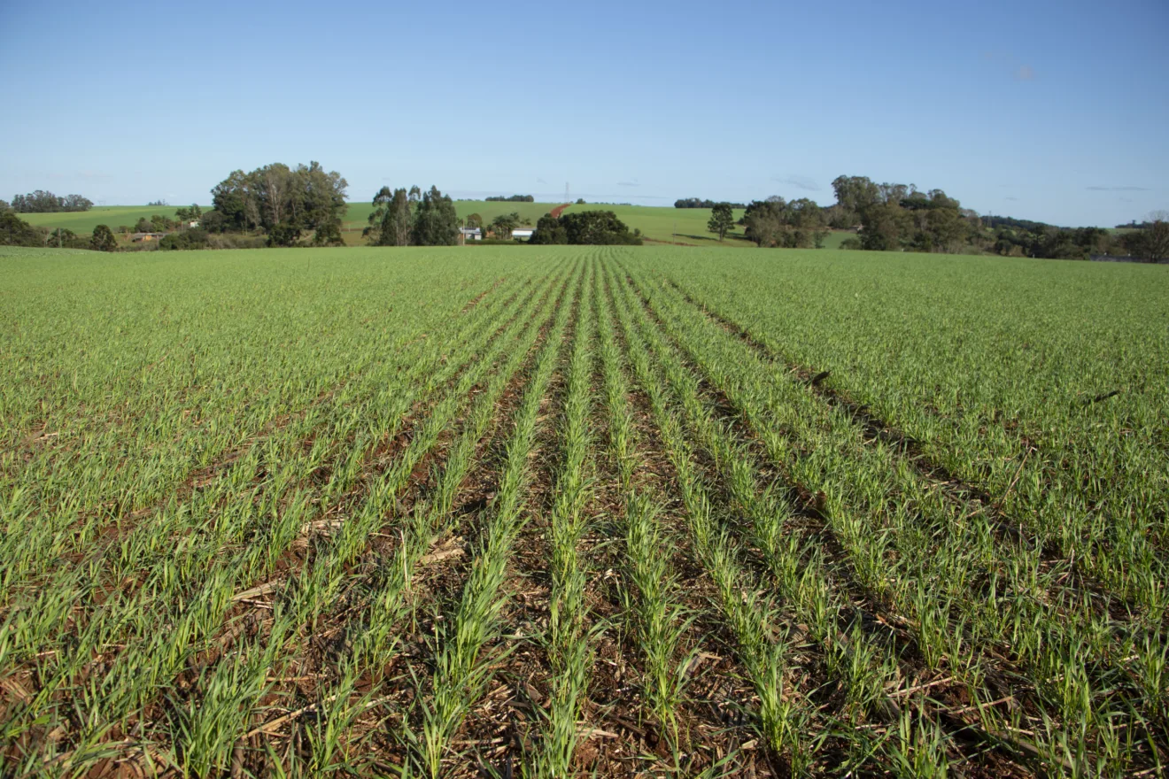 Foto de lavoura de trigo em desenvolvimento vegetativo com plantas pequenas.