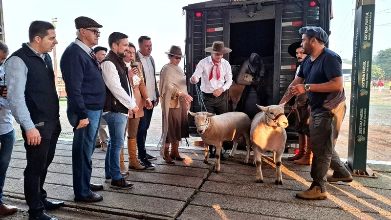Foto mostrando várias pessoas, principalmente homens, ao redor de duas ovelhas que estão saindo de caminhão.