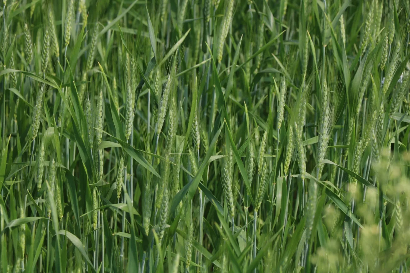 Foto de espigas de trigo em lavoura.