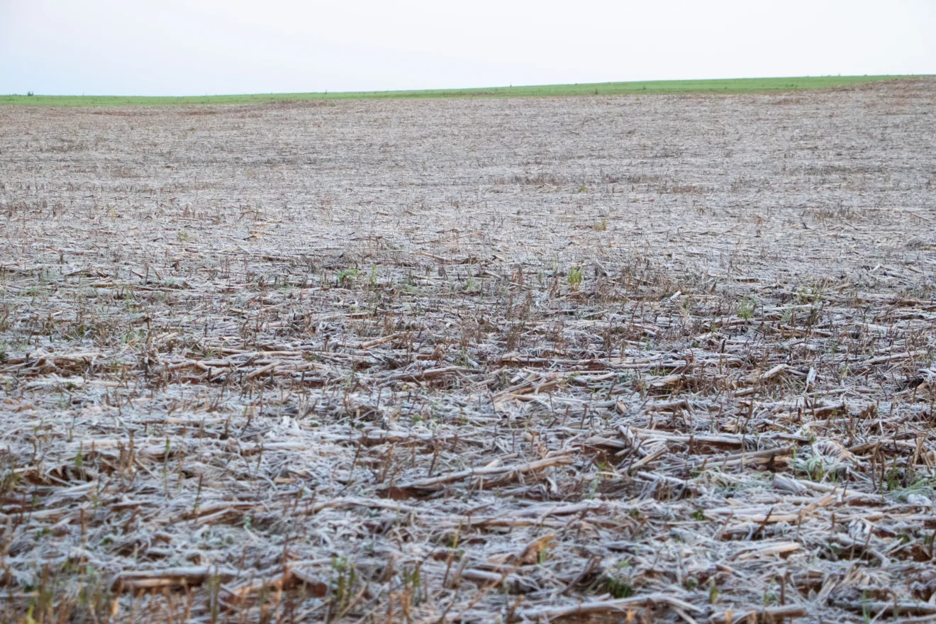Foto de área agrícola coberta por geada.
