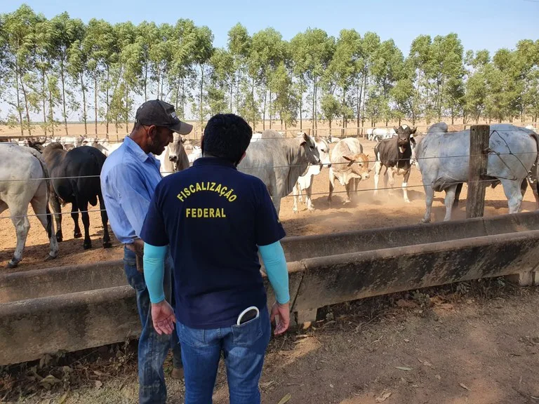 Foto de fiscal federal e homem de costas com bovinos ao fundo.