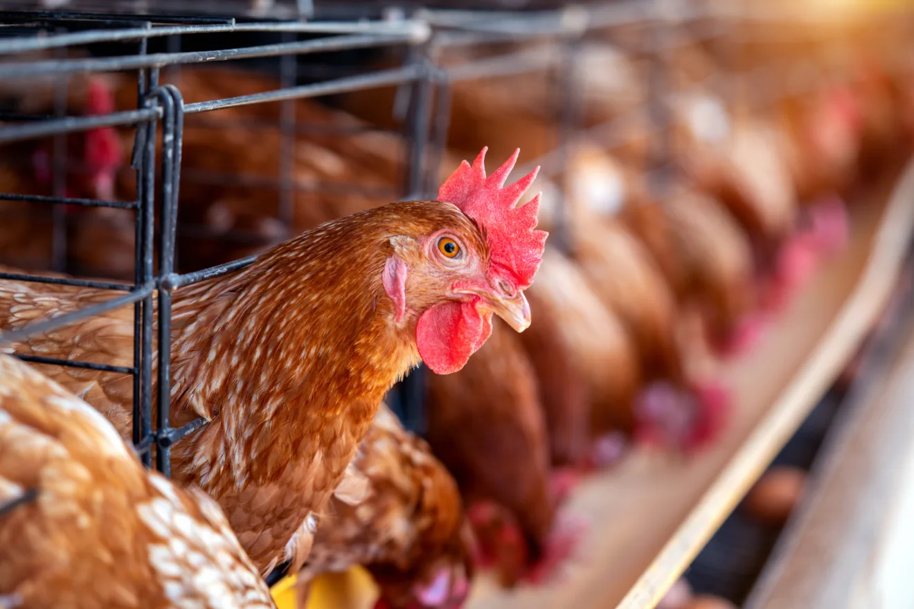 Foto de frango em aviário.