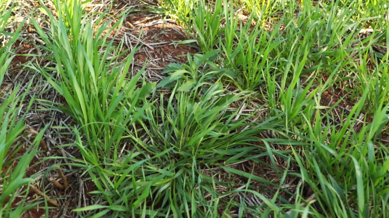 Foto de planta de buva em meio a lavoura de trigo.