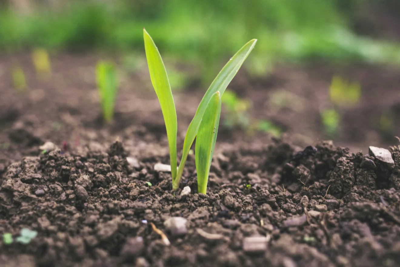 Foto de planta de milho brotando da terra.