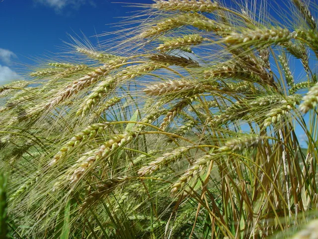 Foto de espigas de trigo em lavoura.