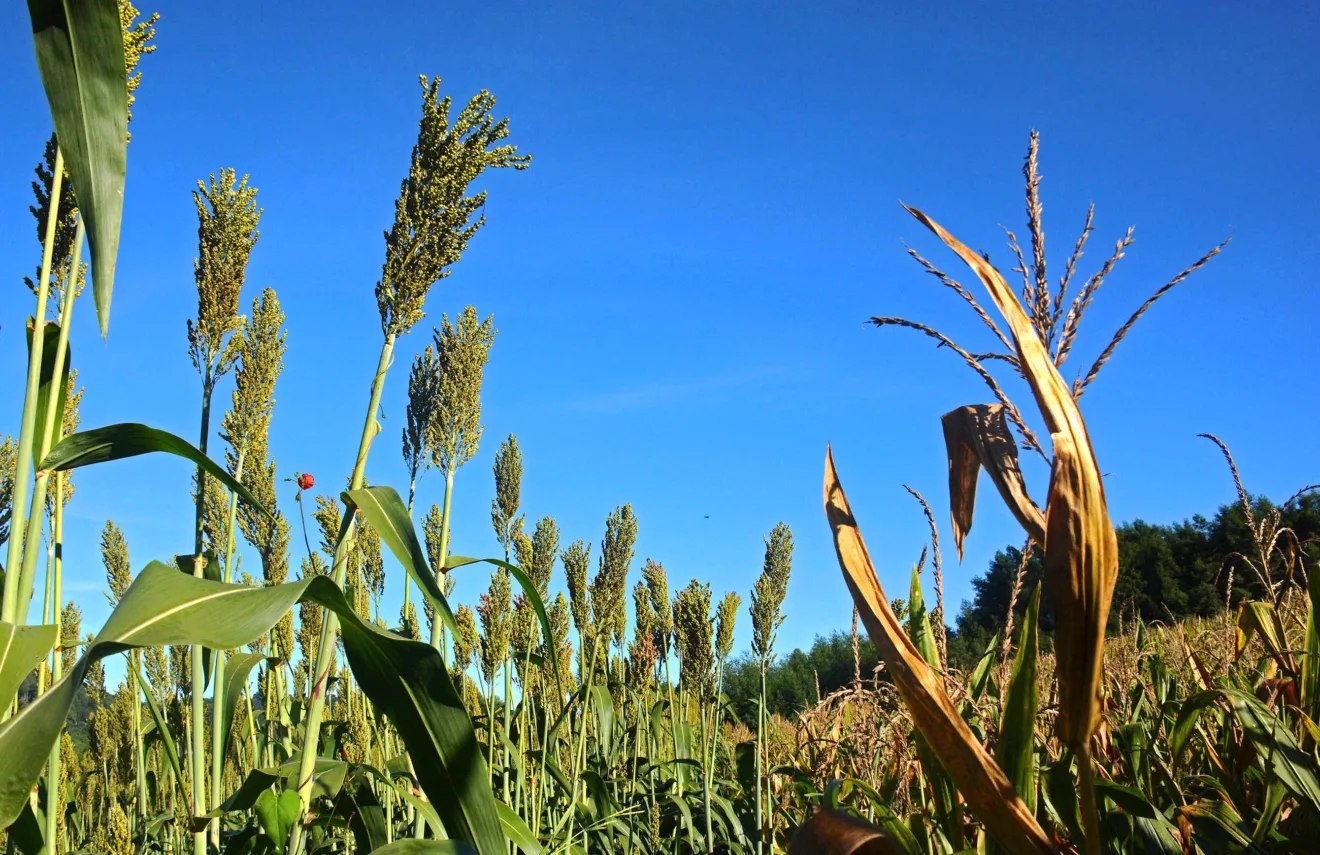 Foto de milho e sorgo em lavoura.
