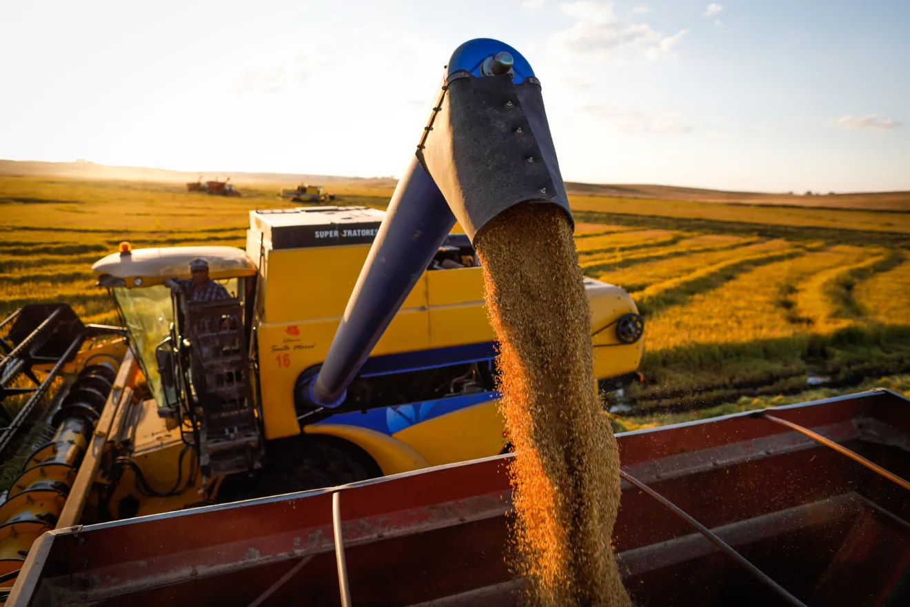 Foto de colheitadeira despejando grãos de arroz em carreta.