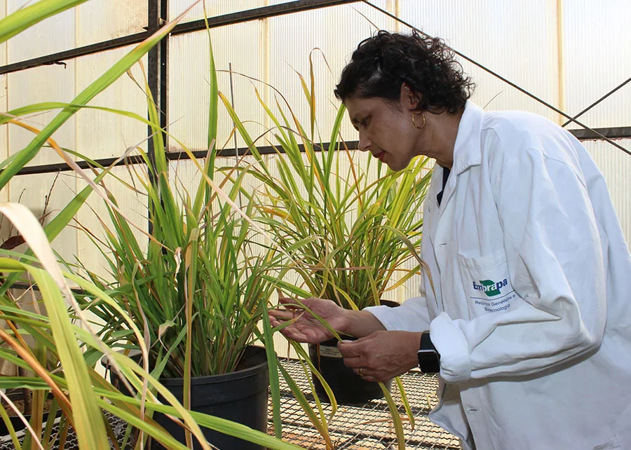Foto de mulher em estufa. Ela usa um jaleco e está com as mãos em uma planta, para a qual está olhando.