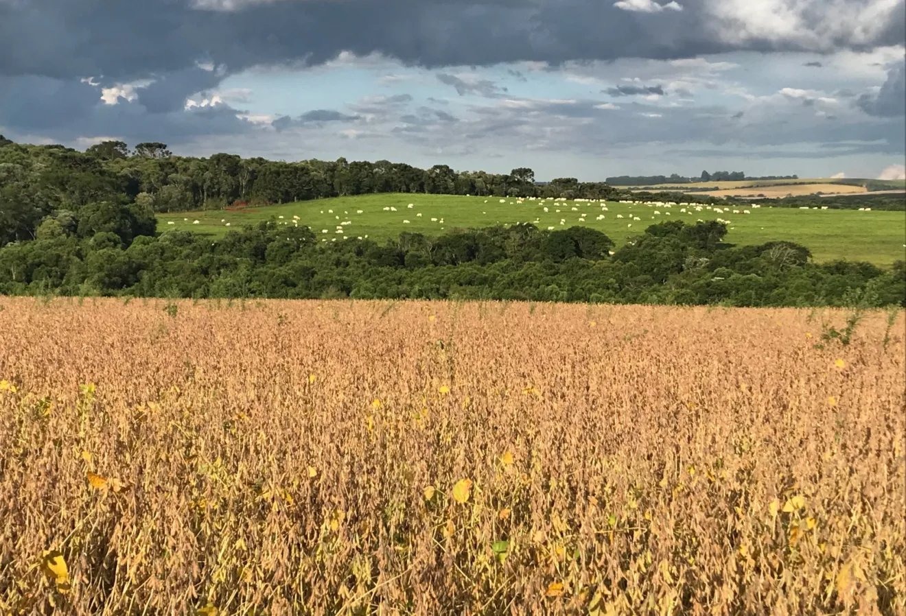 Foto de lavoura de soja com gado em pasto ao fundo.